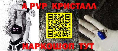 спайс Кингисепп